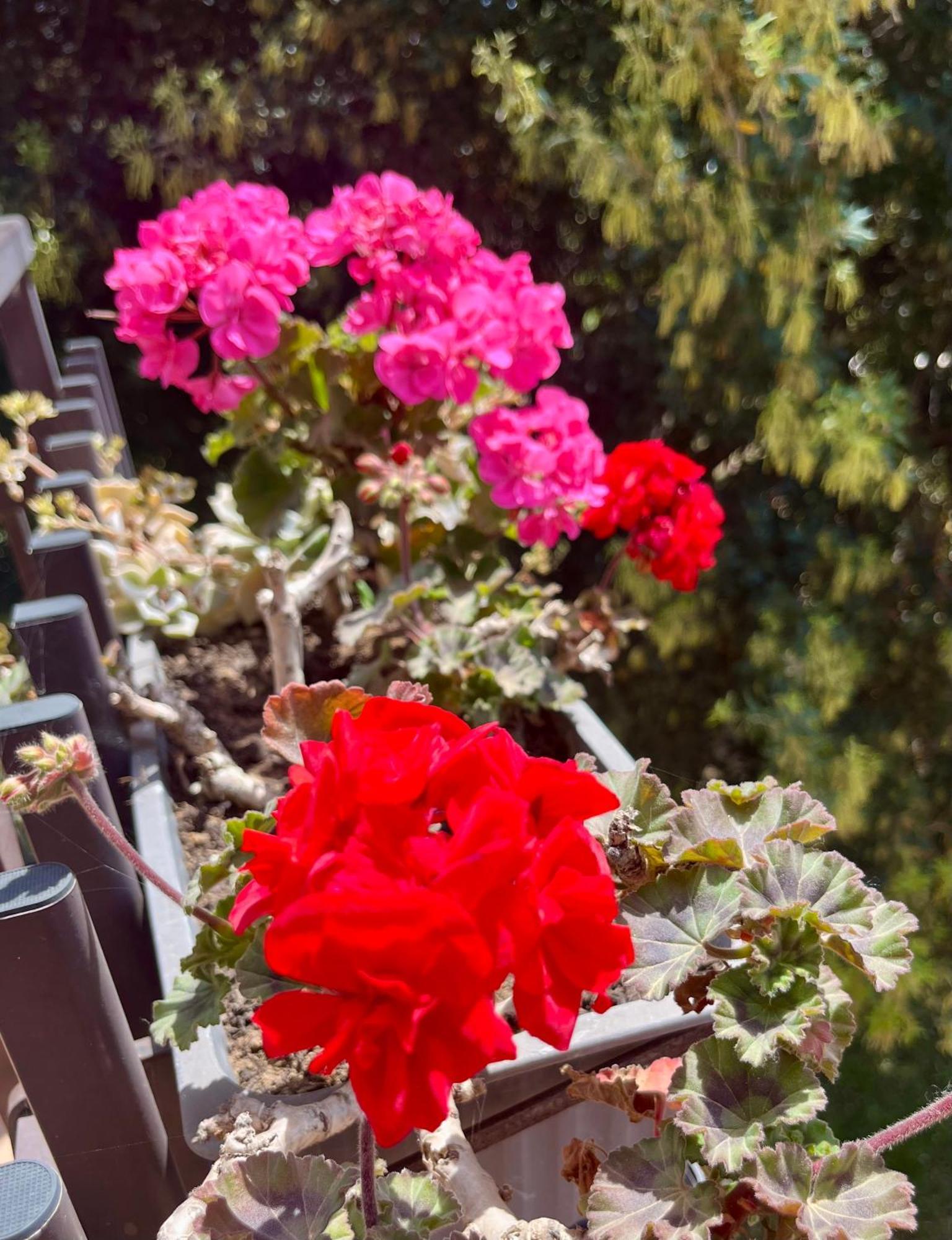 I Lecci Guesthouse San Felice Circeo Εξωτερικό φωτογραφία